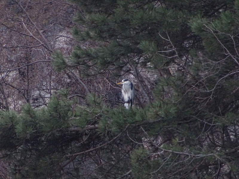 Airone cenerino / Ardea cinerea